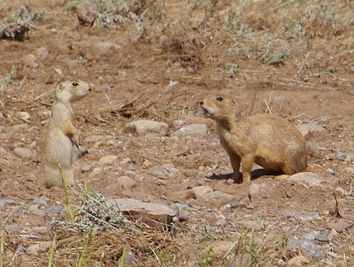 Gunnison's Prairie Dog