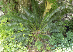 Cycas