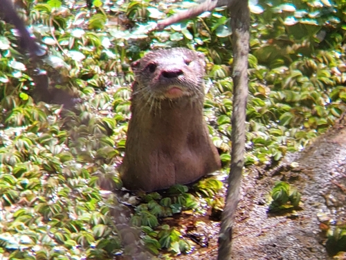 オナガカワウソ