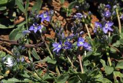 Veronica orientalis