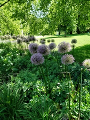Allium hollandicum