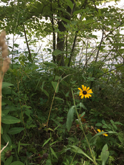 Rudbeckia hirta pulcherrima