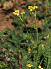 Tanacetum aucheri