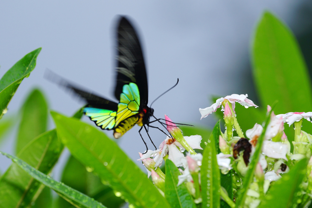Magellan Birdwing