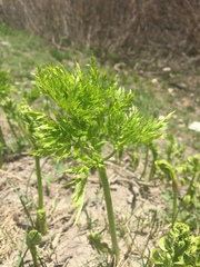 Ligusticum porteri