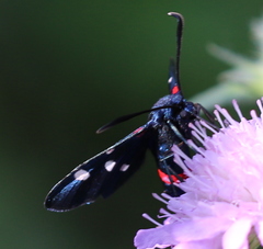 Zygaena ephialtes