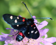 Zygaena ephialtes