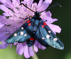 Zygaena ephialtes