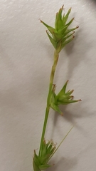 Carex interior
