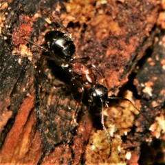 Camponotus novaeboracensis