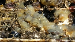 Ciona intestinalis