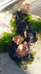 Botryllus schlosseri