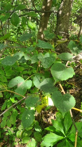 Tilia amurensis, photograph 6
