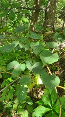 Tilia amurensis, photograph (c) Tatiana Strus, some rights reserved (CC BY)