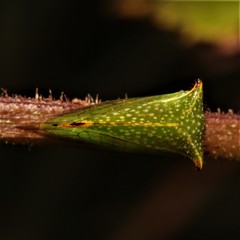 Stictocephala basalis