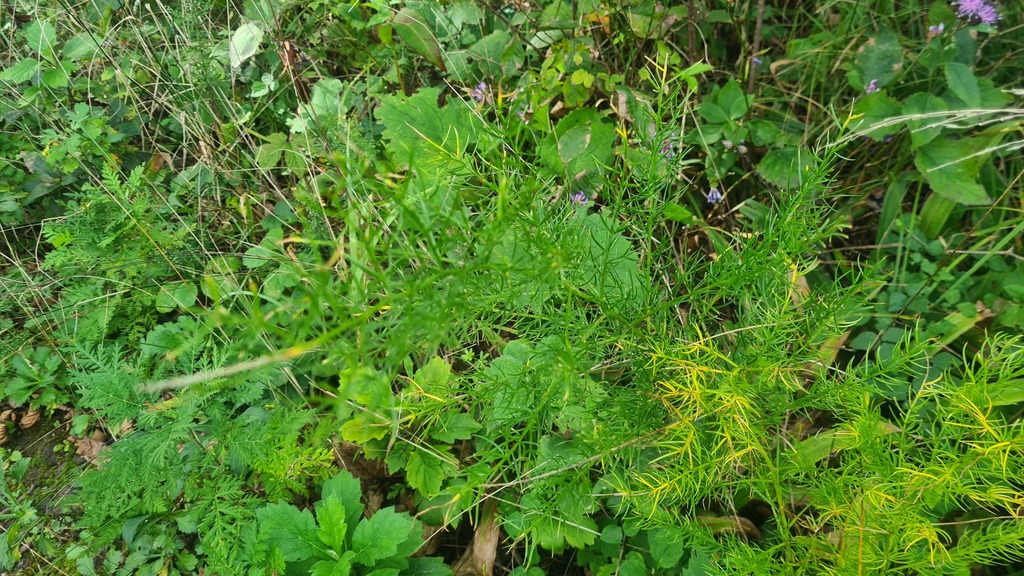 Asparagus schoberioides; photograph (c) Tatiana Strus, some rights reserved (CC BY)
