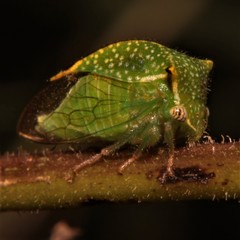 Stictocephala basalis