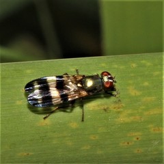 Chaetopsis massyla