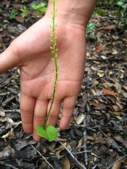 Malaxis macrostachya