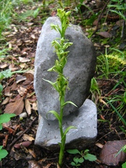 Malaxis macrostachya