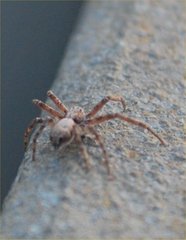 Arachnida