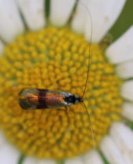 Nemophora fasciella