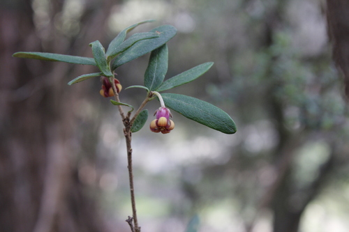 Cheesewood (Pittosporum bicolor)