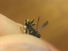 Ectemnius ruficornis