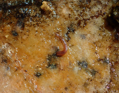 Glossiphoniidae