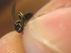 Ectemnius ruficornis