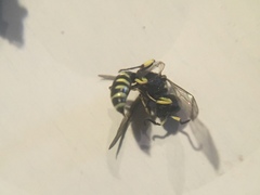 Ectemnius ruficornis