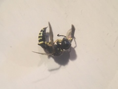 Ectemnius ruficornis