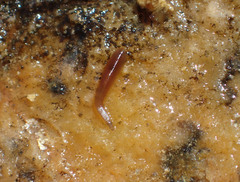 Glossiphoniidae