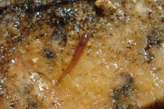 Glossiphoniidae