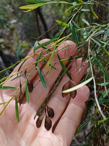 Image of Bossiaea linophylla by (c) naturewatchwidow, some rights reserved (CC BY)