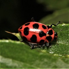 Coleomegilla maculata lengi
