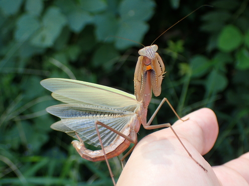 Asian mantis