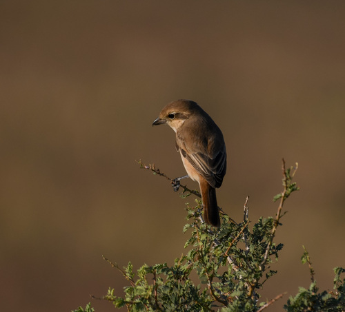 Daurian Shrike
