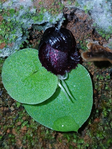 Image of Corybas recurvus by (c) naturewatchwidow, some rights reserved (CC BY)