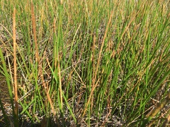 Eleocharis equisetoides