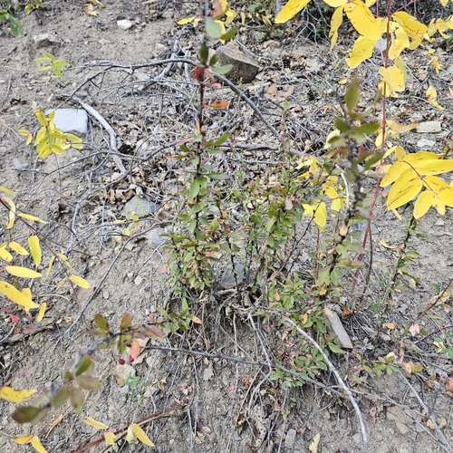 Image of Berberis fendleri by (c) Indio Brown, some rights reserved (CC BY)