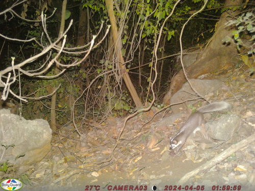 Large-toothed Ferret Badger