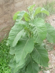 Gymnanthemum amygdalinum
