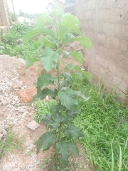 Gymnanthemum amygdalinum