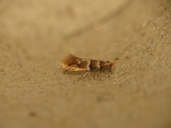 Phyllonorycter tristrigella