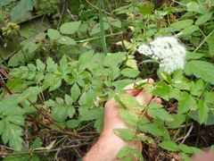 Ligusticum