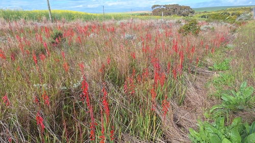 Image of Watsonia aletroides by (c) Karen Eichholz, some rights reserved (CC BY)