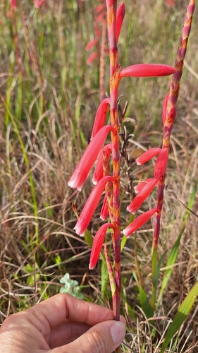 Image of Watsonia aletroides by (c) Karen Eichholz, some rights reserved (CC BY)