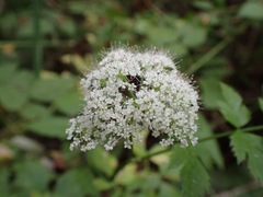 Ligusticum