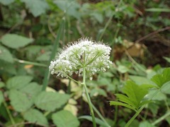 Ligusticum